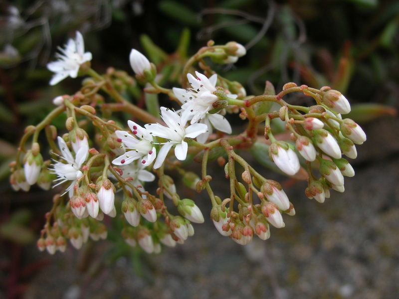 Sedum  album / Borracina bianca